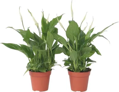 Produktbild von Friedenslilie - Einblatt - 2 Stk - Spathiphyllum Torelli - Höhe 30-45cm - ⌀12cm