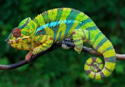 Produktbild von 3 D Ansichtskarte Chamäleon, Postkarte Wackelkarte Hologrammkarte Tiere Tier Echsen