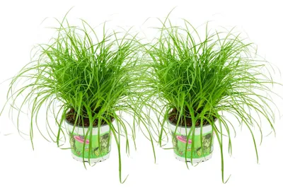 Produktbild von Zynesflora Echtes Katzengras 2 Stück Cyperus Zumula Zyperngras - Ø 12 cm - Höhe: 25-30 cm - Essbares Pflanze für Katzen