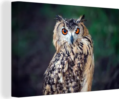 Produktbild von OneMillionCanvasses® - Leinwandbilder - 140x90 cm, Eule, Wandbilder Kunstdruck Wanddekoration - Foto auf Leinwand - Gemälde auf Holzrahmen