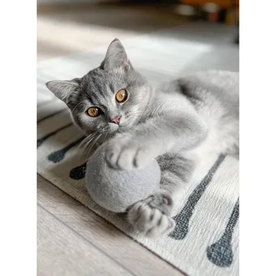 Produktbild von Aumüller natürliche Wollfilzkugel, gefüllt, 1 Stück - Spielzeug für Katzen