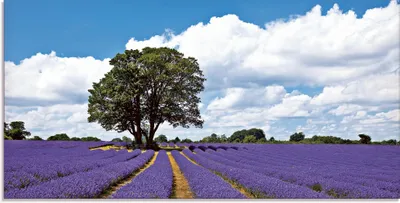Produktbild von Patrickw: Schönes Lavendelfeld im Sommer - Glasbild, Größe:50x100 cm / Glasbild