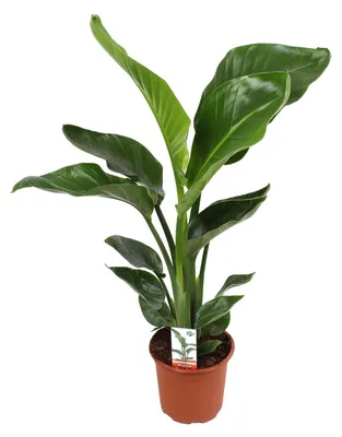 Produktbild von Strelitzia Nicolai - 60-70cm - Ø17cm - Zimmerpflanze - Immergrün
