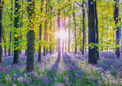 Productafbeelding van Schmidt Spiele: Delicaat blauwtje in het bos, puzzel van 1.000 stukjes