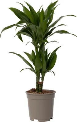Image de Dragonnier - Dracaena deremensis 'Janet Craig' - Hauteur 60-70cm - ⌀17cm