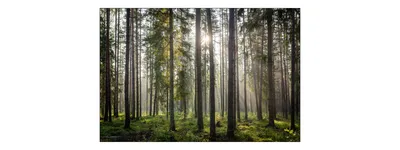 Obrázek produktu pro Fototapeta les 405 (š) x 270 (v) cm netkaná tapeta stromy rostliny tráva slunce obývací pokoj ložnice moderní nástěnné malby XXL krajina panorama nástěnná dekorace