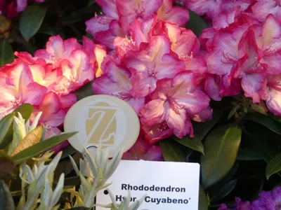 Produktbild von Rhododendron Hybride Cuyabeno - Großblumige Alpenrose - 30-40