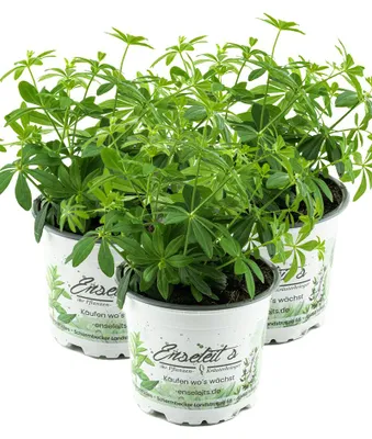 Produktbild von Enseleits 3er Set Waldmeister, Galium odoratum, frische  waldmeister Pflanze