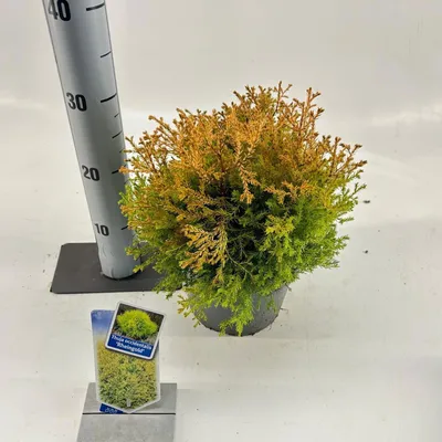 Image de Thuja occ. « Rheingold » - Arbre de vie occidental | 20-25 cm en pot