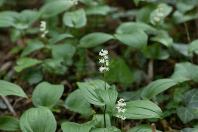 Produktbild von Maianthemum bifolium, Zweiblättriges Schattenblümchen, ca. 9x9 cm Topf
