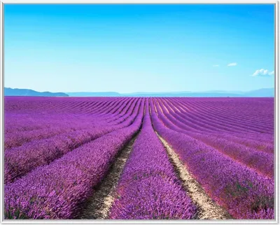 Produktbild von Wallario Wandbild Lavendelfeld unter blauem Himmel, Größe: 40,30 x 50,30 cm, Poster mit weißem Aluminiumrahmen