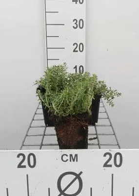 Image de 6 x Sedum album 'Coral Carpet' - Fat leaf - Pot de 9 x 9 cm