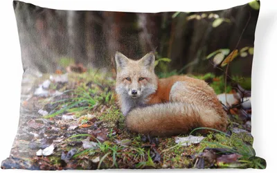 Produktbild von MuchoWow® Outdoor Kissen - Fuchs - Wald - Tier - 60x40 cm - Wetterfest - Lounge Kissen - Zierkissen - Kissen für Innenräume