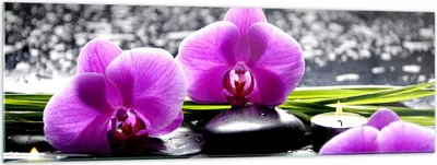 Produktbild von Bilder auf glas - Orchidee Natur Wasser Blume - 160x50cm - Glasbilder - Wandbilder - Kunstdruck - zum Aufhängen bereit - Wanddekoration aus Glas - Glas Bilder - Wandbild auf Glas - GAB160x50-2658
