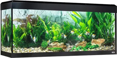 Produktbild von Fluval Roma Bluetooth LED Aquarium 240L, Schwarz