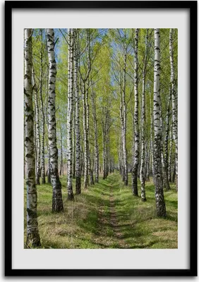 Produktbild von Bild - Bilderrahmen - Foto - 70 cm x 100 cm - MDF - Rahmen - Wandkunst - Birkenwald