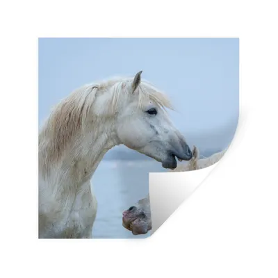 Produktbild von MuchoWow® Wandtattoo Wandsticker Wandaufkleber Pferd flüstert einem anderen Pferd in der Camargue etwas zu 80x80 cm Selbstklebend und Repositionierbar - Wierderverwendbar - Selbstklebend