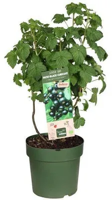 Produktbild von -Himbeerstrauch, Durchmesser 23 cm