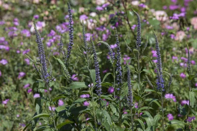 Produktbild von Veronica spicata, Ähriger Ehrenpreis, blau, ca. 9x9 cm Topf