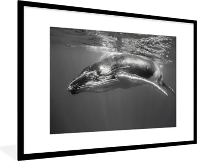 Produktbild von MuchoWow® Gerahmtes Poster Ein Schwarz-Weiß-Bild eines Buckelwals 90x60 cm - Poster mit Schwarzem Bilderrahmen Wandposter Rahmen Foto Bilder - Wanddekoration - Fotos
