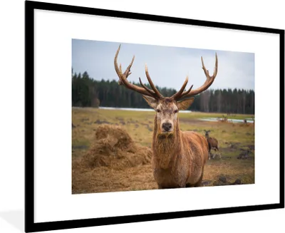 Produktbild von MuchoWow® Gerahmtes Poster Rotwild - Natur - Wiese 90x60 cm - Poster mit Schwarzem Bilderrahmen Wandposter Rahmen Foto Bilder - Wanddekoration - Fotos