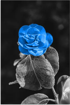 Produktbild von MuchoWow® Poster Blumen - Rose - Schwarz - Weiß - Blau 120x180 cm - Kunstposter