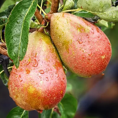 Produktbild von Clairgeaus Butterbirne Buschbaum Topfballen Quitte A