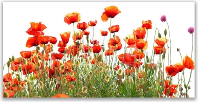 Produktbild von Tulup Leinwand-Bilder 140x70 Wandbild Canvas Kunstdruck Mohnblumen Natur
