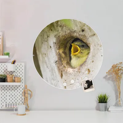 Produktbild von Design Stahlmagnettafel Weiß Rund 47cm Blaumeise