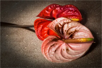 Produktbild von Wallario Poster - Blüten einer Flamingoblume - Anthurie - auf schwarzem Marmor, Kunstdruck Größe: 61 x 91,50 cm
