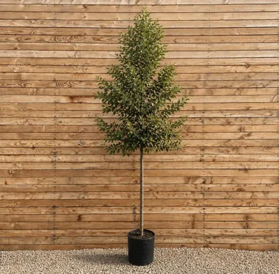 Produktbild von Kulturapfel 'Elstar' Hochstamm 200-250 cm, Stammumfang 6-8 cm - Malus domestica Hochstamm