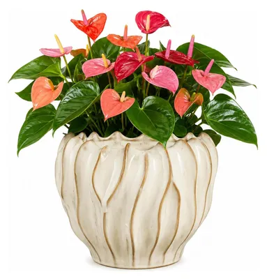 Produktbild von Mica Decorations Pflanzen-/Blumentopf Thom - cremefarben - Keramik - 22 x 28 cm