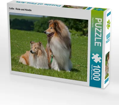 Produktbild von CALVENDO Puzzle Collie - Rüde und Hündin | 1000 Teile Lege-Größe 64x48cm Foto-Puzzle für glückliche Stunden