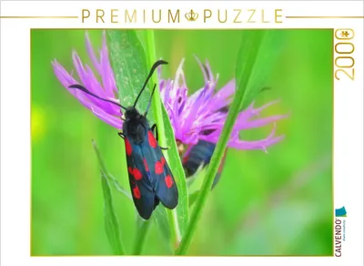 Produktbild von CALVENDO Puzzle Flockenblume und Widderchen 2000 Teile Puzzle quer | 2000 Teile Lege-Größe 90x67cm Foto-Puzzle für glückliche Stunden