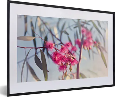 Produktbild von MuchoWow® Gerahmtes Poster Rosa Eukalyptuszweige in einem Baum 60x40 cm - Poster mit Schwarzem Bilderrahmen Wandposter Rahmen Foto Bilder - Schlafzimmer - Plakat in Rahmen - Drucken