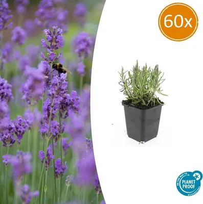 Image de Lavandula angustifolia 'Munstead' | 60 pièces - 10-25cm - Ø9cm - Plante de jardin