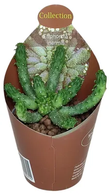 Produktbild von Euphorbia inermis - seltenes Wolfsmilchgewächs - Rarität - 6,5cm Topf - 15cm hoch