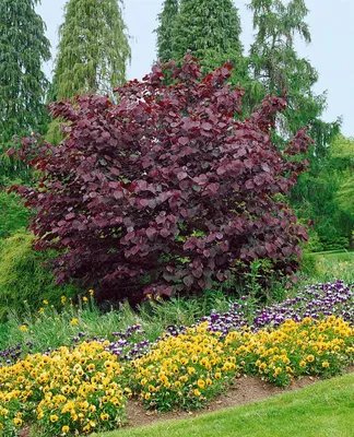 Produktbild von Cercis canadensis 'Forest Pansy', Judasbaum, purpurrot, 60–80 cm