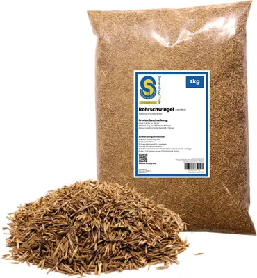 Produktbild von Samenshop24® Rohrschwingel festuca arundinacea, Inhalt: 1kg, widerstandsfähig gegen Dürre und Hitze
