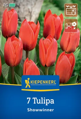 Artikelbild 2 von 'Kaufmanniana-Tulpe Showwinner (7 Stück)' aus der Kategorie Kaufmanniana-Tulpen