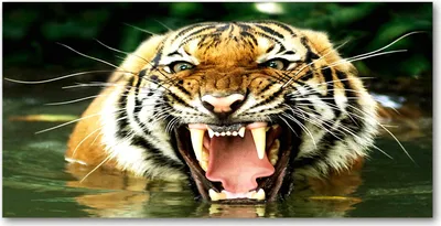 Produktbild von Tulup® Leinwandbild - 140x70 cm - Wandkunst - Drucke auf Leinwand - Leinwanddruck  - Tiere - Orange - Brüllender Tiger
