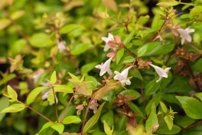 Produktbild von Abelia grandiflora, Glanzmispel, 30–40 cm