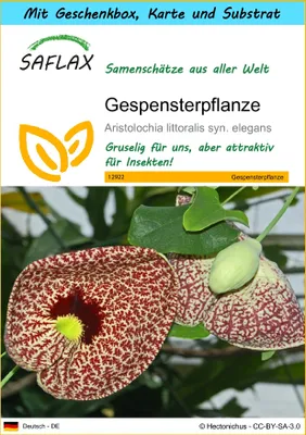 Produktbild von SAFLAX - Geschenk Set - Gespensterpflanze - 80 Samen - Mit Geschenk- / Versandbox, Versandaufkleber, Geschenkkarte und Anzuchtsubstrat - Aristolochia littoralis