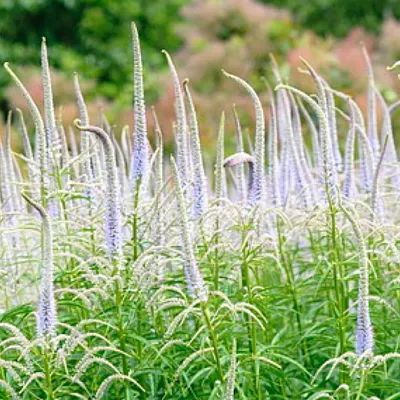 Produktbild von 6 x Kandelaberehrenpreis  - Veronicastrum virginicum 'Lavendelturm'  | Topf 9cm x 9cm