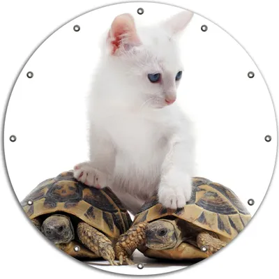 Produktbild von Wallario rundes Outdoor-Poster für Garten oder Balkon, Motiv Katze auf Schildkröten, 90 cm Durchmesser