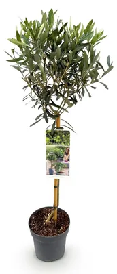 Produktbild von Olea Europaea, Olivenbaum auf Stamm
