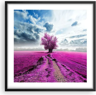 Produktbild von Gerahmtes Poster - Schwarzer Rahmen - Heidefeld Baum Wolken Landschaft - 50x50 cm - Wand Bild - Wanddeko - Wandbilder - Wandposter - Bilderrahmen - Bilder - Kunstdruck - Wandbild - P2BAC50x50-2547