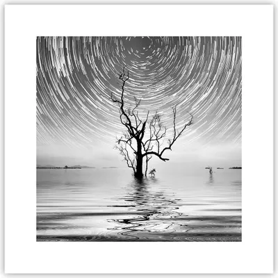 Produktbild von Poster - Poster ohne Rahmen - Schwarzweiß Baum See - 30x30 cm - Wand Bild - Wanddeko - Wandbilder - Kunstposter - Wandposter - Bilder - Kunstdruck - Wanddekoration - Wandbild - P2XAC30x30-4253