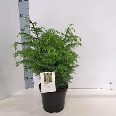 Immagine prodotto di Cryptomeria j. 'Elegans'  - Abete giapponese | 30-40 cm in vaso