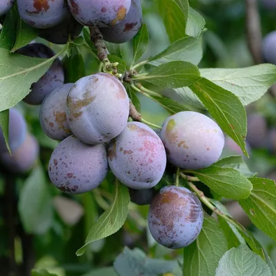 Produktbild von Pflaume Anna Späth Prunus domestica, 1 Busch IOVIVO